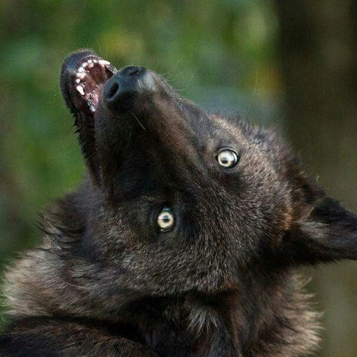 fenrir's avatar