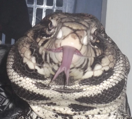 2bscalie's avatar