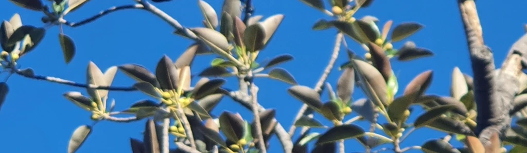 ceresys ⨳'s banner