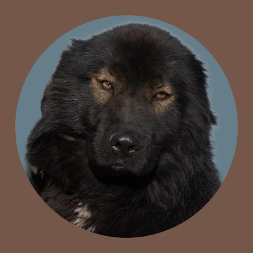Abel. 🛡️🐾's avatar