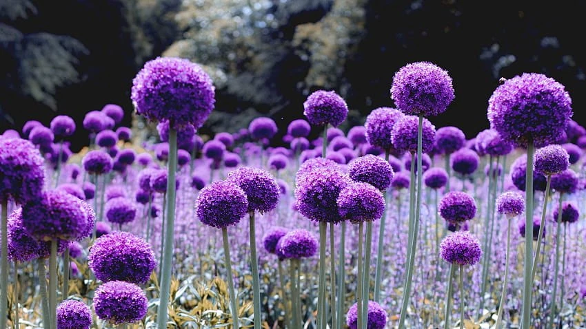 QSMP!Quackity's banner