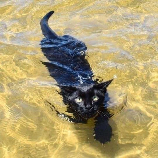 Bolt / Styrmir / Dorrin⭑ 🌩️'s banner