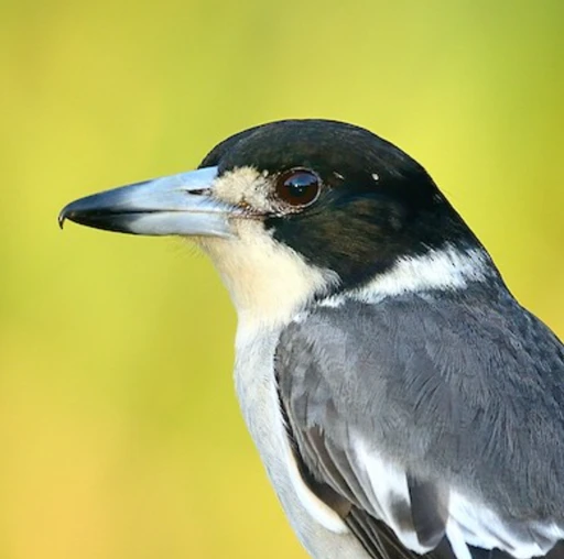 butcherbird's avatar