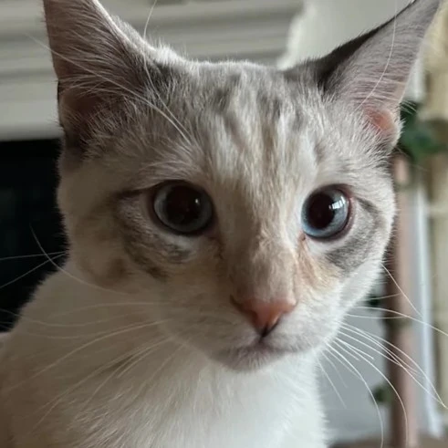 petrichor's avatar