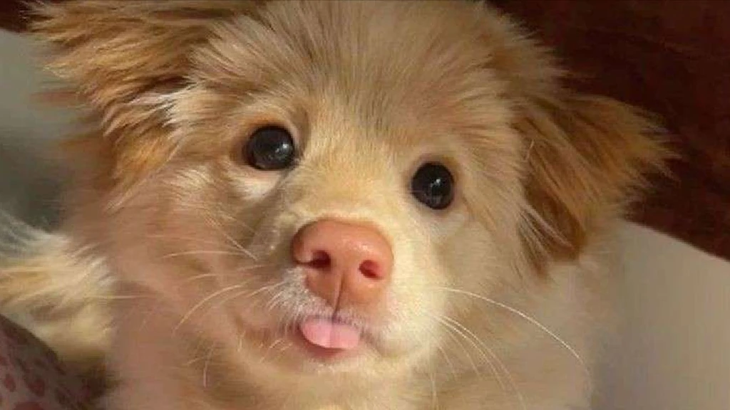 Yancy⭑ 📶's banner