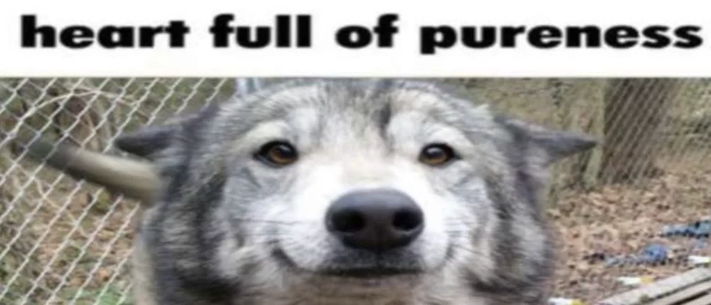 Juniper's banner