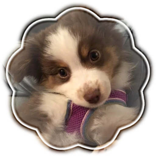 Puppydog's avatar