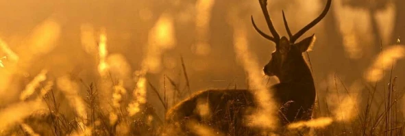 The Cervidae Forest's banner