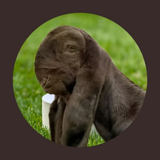 [ Nubira 🐐🖤]'s avatar