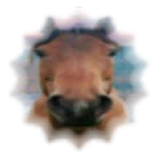 horse's avatar