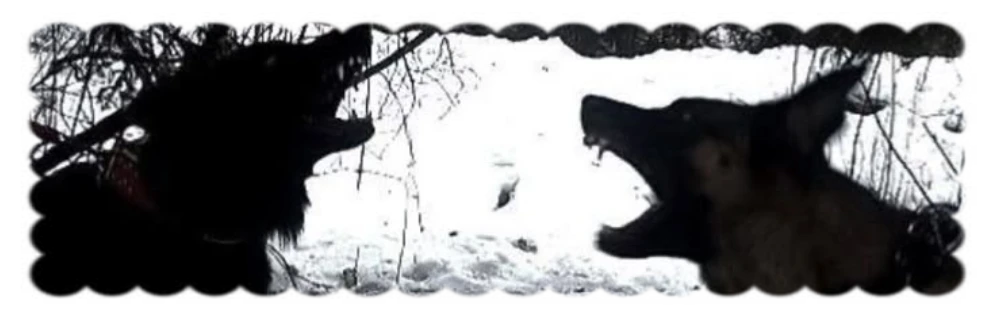 ﹙🐺 ; Blair 𓋼 He.They.Thing.It.Tooth.Claw.Dog ✿₊'s banner