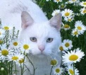 daisy's avatar
