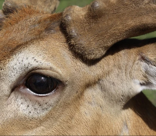 The Cervidae Forest's avatar