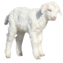 narcisse ‎ ‎ ‎ ‎ ‎ ‎'s avatar