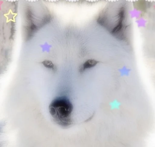 skittles's avatar