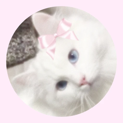 snowy angel sarii | 🐾 | ❄️ | 🤍 | [ sol ]'s avatar