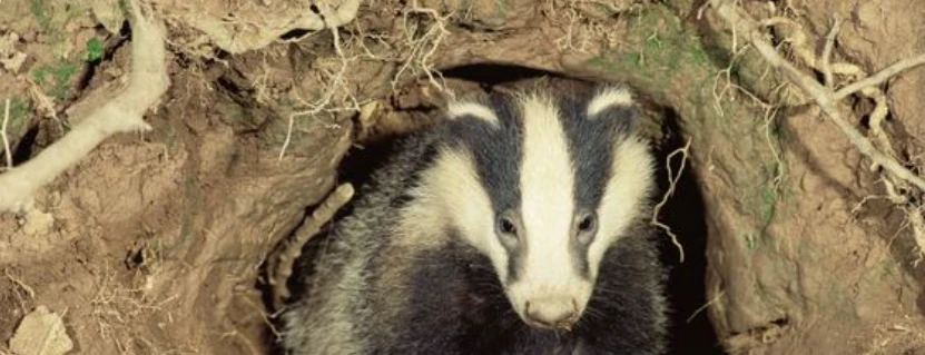 beatrix heidi's banner