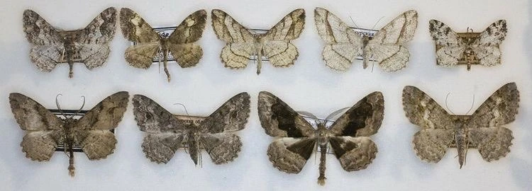 Moth's banner