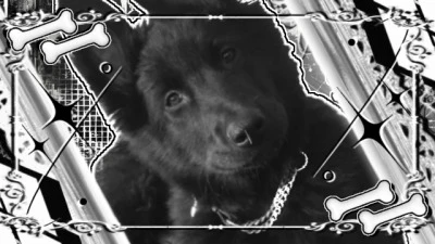 ⟡ ◞◟ ⠀ K-9⠀COLLECTIVE's banner